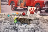 Rufus, a male Shih Tzu for sale in Norwood, MO – Photo 5 of 8