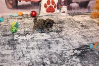 Rufus, a male Shih Tzu for sale in Norwood, MO – Photo 4 of 8