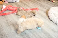 Ryan, a male Shih Tzu for sale in Norwood, MO – Photo 5 of 6