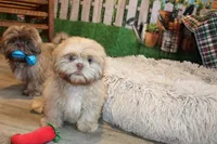 Ryan, a male Shih Tzu for sale in Norwood, MO – Photo 4 of 6