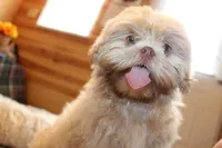 Ryan, a male Shih Tzu for sale in Norwood, MO – Photo 1 of 6