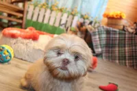 Ryan, a male Shih Tzu for sale in Norwood, MO – Photo 3 of 6