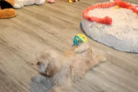 Ryan, a male Shih Tzu for sale in Norwood, MO – Photo 2 of 6