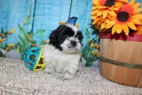 Jackson, a male Shih Tzu for sale in Norwood, MO – 4 of 10