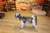 Lee Roy, a male Shih Tzu for sale in Norwood, MO – 6 of 9