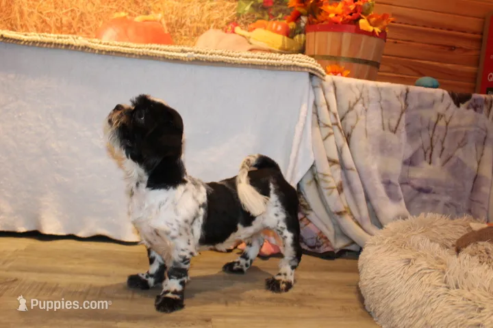 Jackson – Shih Tzu puppy for sale in Norwood, MO
