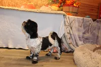 Jackson, a male Shih Tzu for sale in Norwood, MO – 1 of 10
