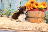 Kenny, a male Shih Tzu for sale in Norwood, MO – 9 of 10