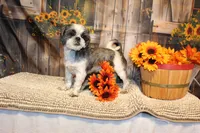 Lee Roy, a male Shih Tzu for sale in Norwood, MO – 8 of 9