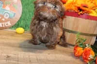 Ranger, a male Shih Tzu for sale in Norwood, MO – Photo 6 of 7
