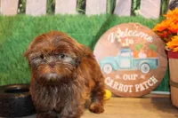 Ranger, a male Shih Tzu for sale in Norwood, MO – Photo 2 of 7