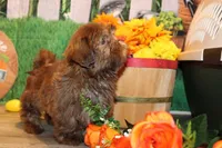 Ranger, a male Shih Tzu for sale in Norwood, MO – Photo 4 of 7