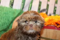 Ranger, a male Shih Tzu for sale in Norwood, MO – Photo 1 of 7