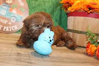 Ranger, a male Shih Tzu for sale in Norwood, MO – Photo 7 of 7