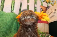 Ranger, a male Shih Tzu for sale in Norwood, MO – Photo 5 of 7