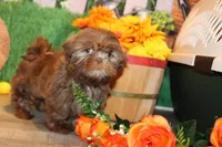 Ranger, a male Shih Tzu for sale in Norwood, MO – Photo 3 of 7
