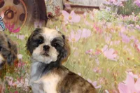 Lee Roy, a male Shih Tzu for sale in Norwood, MO – 3 of 9