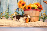 Kenny, a male Shih Tzu for sale in Norwood, MO – 1 of 10