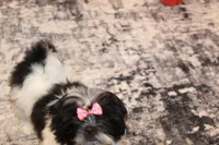 Noel, a female Shih Tzu for sale in Norwood, MO – Photo 4 of 6