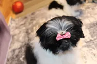 Noel, a female Shih Tzu for sale in Norwood, MO – Photo 3 of 6