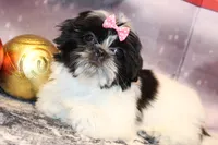 Noel, a female Shih Tzu for sale in Norwood, MO – Photo 1 of 6