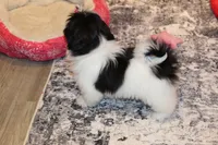 Noel, a female Shih Tzu for sale in Norwood, MO – Photo 5 of 6