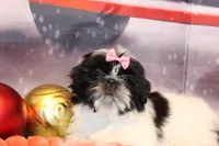 Noel, a female Shih Tzu for sale in Norwood, MO – Photo 2 of 6