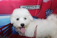 Blake, a male Bichon Frise for sale in Norwood, MO – 6 of 10