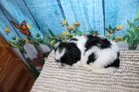 Shane, a male Shih Tzu for sale in Norwood, MO – 8 of 9