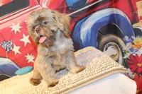 Porter, a male Shih Tzu for sale in Norwood, MO – 6 of 7
