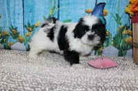 Lola, a female Shih Tzu for sale in Norwood, MO – 9 of 10