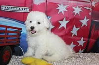 Blake, a male Bichon Frise for sale in Norwood, MO – 5 of 10