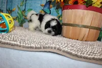 Jackson, a male Shih Tzu for sale in Norwood, MO – 2 of 10