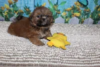 Alvin, a male Shih Tzu for sale in Norwood, MO – 4 of 7