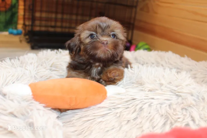 Coco Moco – Shih Tzu puppy for sale in Norwood, MO