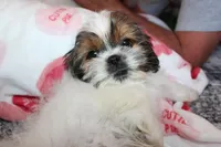 Boone, a male Shih Tzu for sale in Norwood, MO – Photo 1 of 8