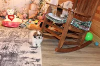 Boone, a male Shih Tzu for sale in Norwood, MO – Photo 4 of 8