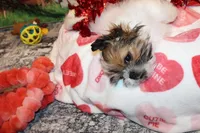 Boone, a male Shih Tzu for sale in Norwood, MO – Photo 6 of 8