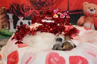 Boone, a male Shih Tzu for sale in Norwood, MO – Photo 5 of 8