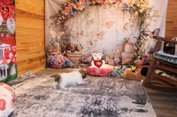 Boone, a male Shih Tzu for sale in Norwood, MO – Photo 2 of 8