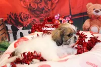 Boone, a male Shih Tzu for sale in Norwood, MO – Photo 7 of 8