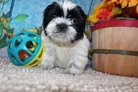 Jackson, a male Shih Tzu for sale in Norwood, MO – 6 of 10