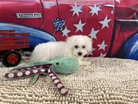 Baylor, a male Bichon Frise for sale in Norwood, MO – 2 of 9