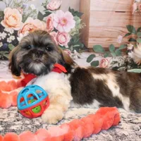 Banjo, a male Shih Tzu for sale in Norwood, MO – Photo 3 of 8