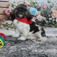 Banjo, a male Shih Tzu for sale in Norwood, MO – Photo 1 of 8