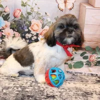 Banjo, a male Shih Tzu for sale in Norwood, MO – Photo 5 of 8
