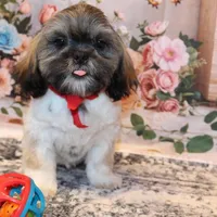 Banjo, a male Shih Tzu for sale in Norwood, MO – Photo 2 of 8