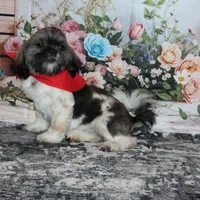 Banjo, a male Shih Tzu for sale in Norwood, MO – Photo 6 of 8
