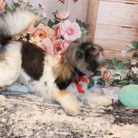 Banjo, a male Shih Tzu for sale in Norwood, MO – Photo 8 of 8