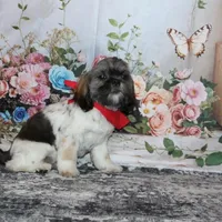 Banjo, a male Shih Tzu for sale in Norwood, MO – Photo 7 of 8